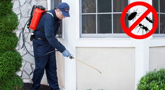 Biga Kene İlaçlama böcek ilaçlama ve haşere kontrolü — ilaclama-tr.com